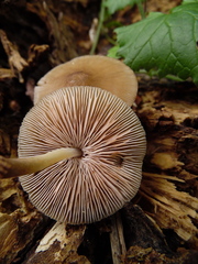 Pluteus longistriatus