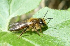 Andrena florea