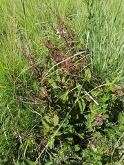 Plectranthus grallatus