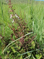 Plectranthus grallatus