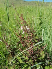 Plectranthus grallatus
