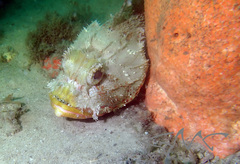 Scorpaena jacksoniensis