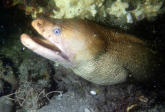 Gymnothorax prasinus