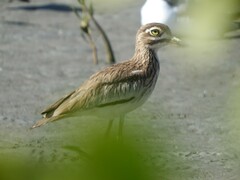 Burhinus senegalensis