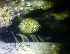 Cleidopus gloriamaris