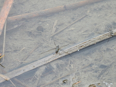 Limnogonus fossarum fossarum