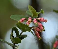 Macleania