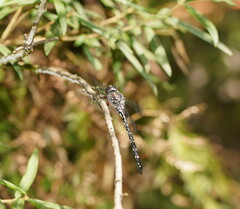 Austroaeschna multipunctata