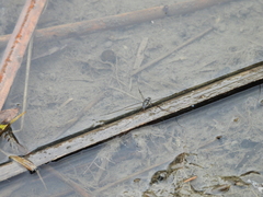 Limnogonus fossarum fossarum