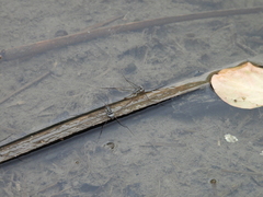 Limnogonus fossarum fossarum