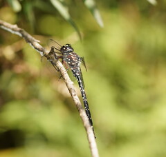 Austroaeschna multipunctata