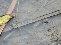 Limnogonus fossarum fossarum