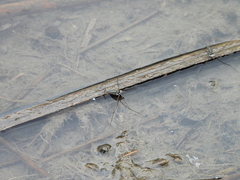 Limnogonus fossarum fossarum