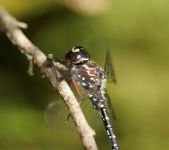 Austroaeschna multipunctata