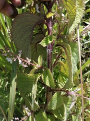 Plectranthus