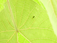Tetragnatha squamata