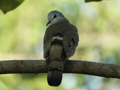Turtur abyssinicus