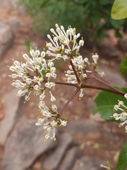 Pavetta indica