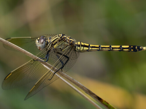 Blue Skimmer photo 3