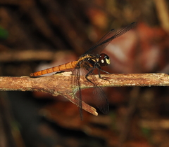 Lyriothemis cleis