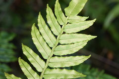 Angiopteris fokiensis