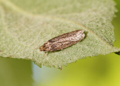 Hofmannophila pseudospretella