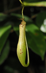Nepenthes gracilis