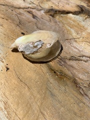 Pterioidea