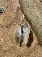 Pterioidea