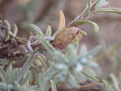 Pteronia incana