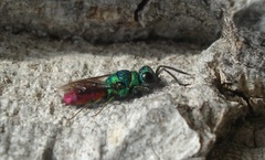 Chrysis ignita