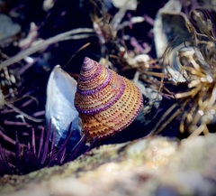 Calliostoma annulatum