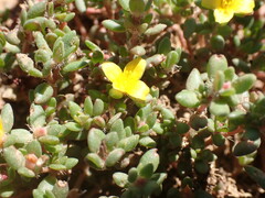 Portulaca quadrifida