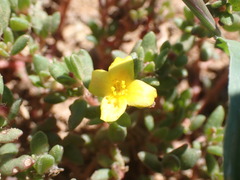 Portulaca quadrifida