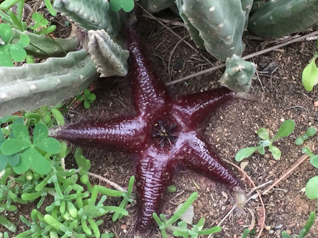 Imagem de Flor-cadáver
