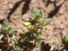 Portulaca quadrifida