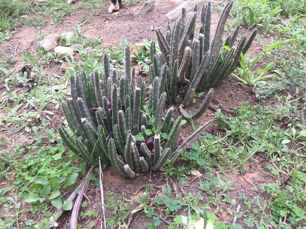 Imagem de Flor-cadáver