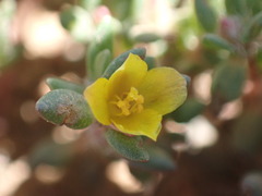 Portulaca quadrifida