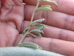 Osteospermum calendulaceum