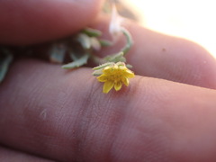 Osteospermum calendulaceum