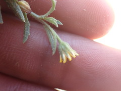 Osteospermum calendulaceum