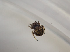 Eriovixia