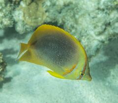 Chaetodon aureofasciatus