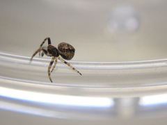 Eriovixia
