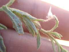 Osteospermum calendulaceum