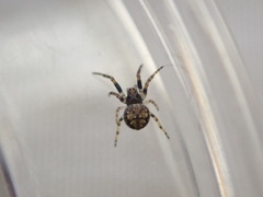 Eriovixia