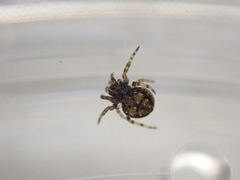 Eriovixia
