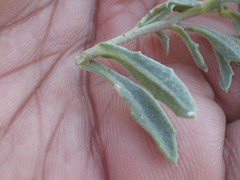 Osteospermum calendulaceum