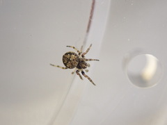 Eriovixia
