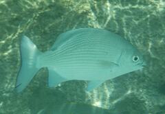 Kyphosus cinerascens